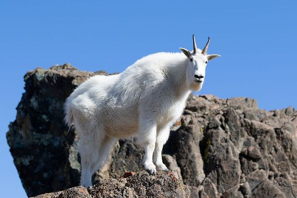 WA-Alpine Lakes Wilderness-Mountain goat-Nanny